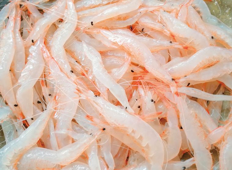 生の白エビ